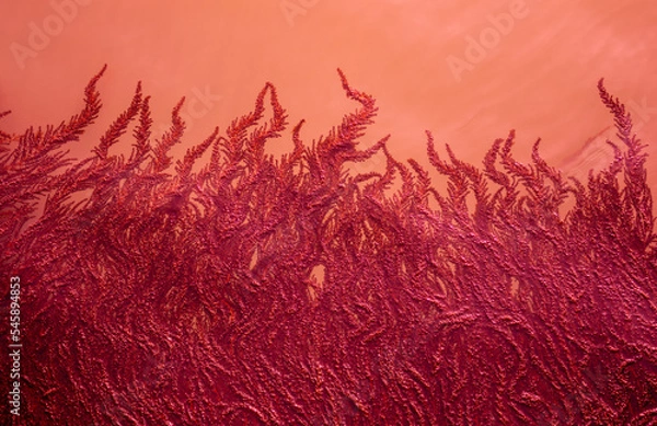 Fototapeta Red algae in the turbid water. Beautiful natural red background.