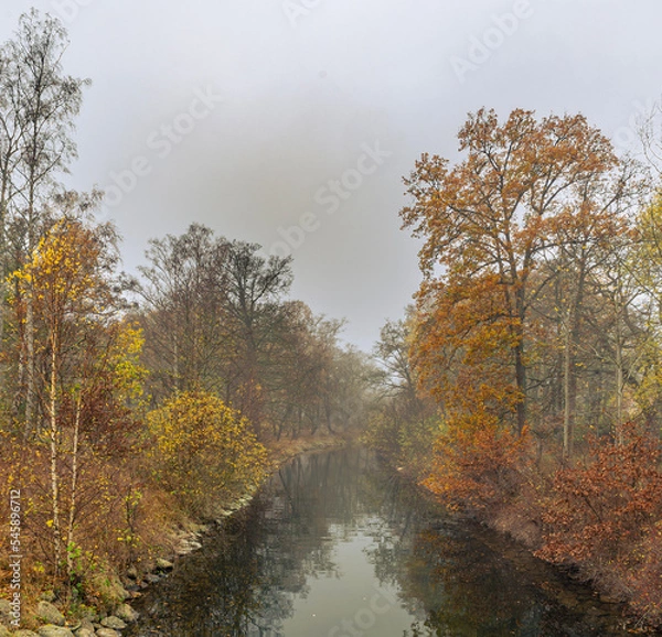 Fototapeta autumn in the woods