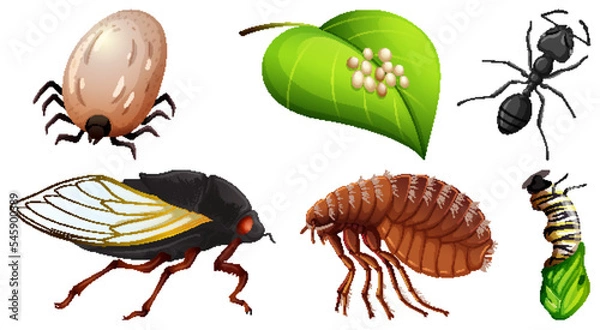 Fototapeta Collection of different insects vector