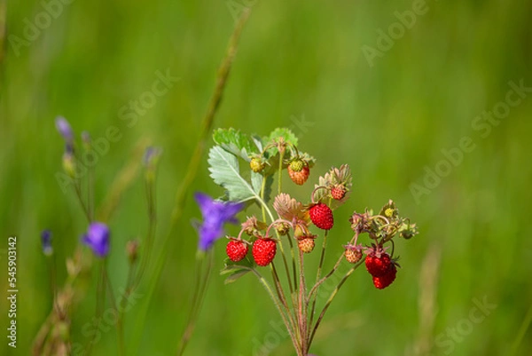 Fototapeta strawberry bush with berries on a background of greenery and bluebells