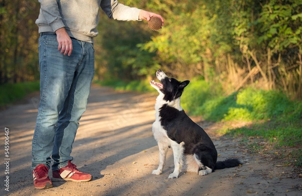Obraz Dog training in the park with a ball.