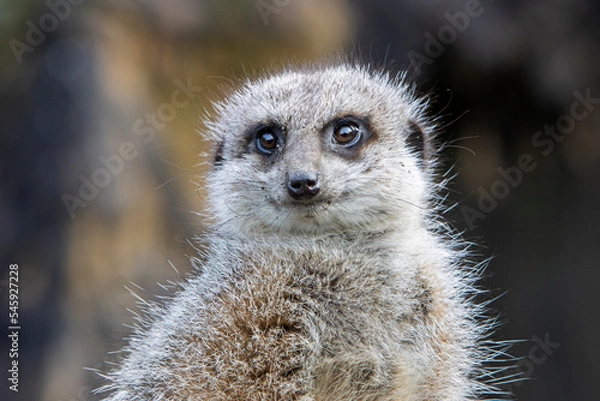Fototapeta Portrait of Meerkat (Suricata suricate) in Exmoor Zoo staring to the middle distance.