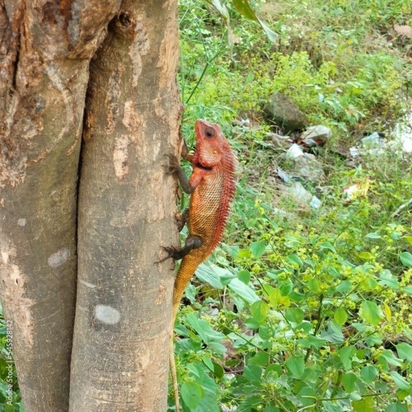 Fototapeta chameleon climbing tree in garden