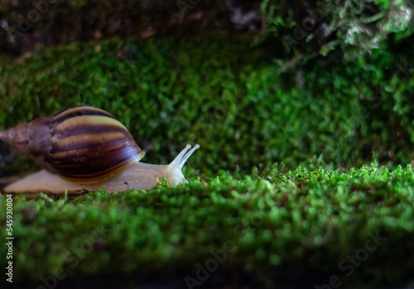 Fototapeta A big snail crawls on the moss close up Lissachatina fulica