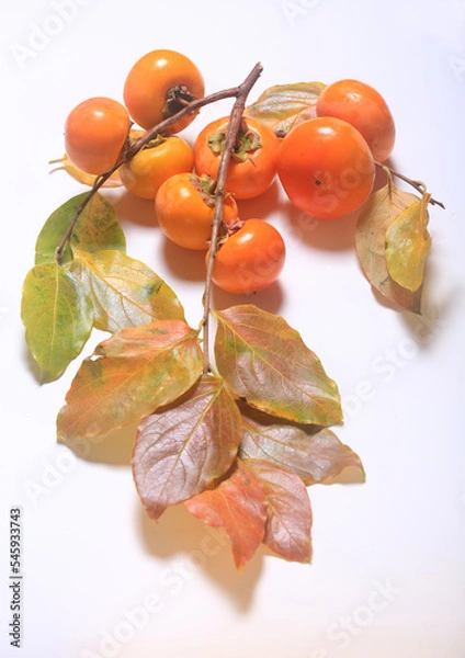 Fototapeta Persimmon fruits on a branch with leaves on a white background