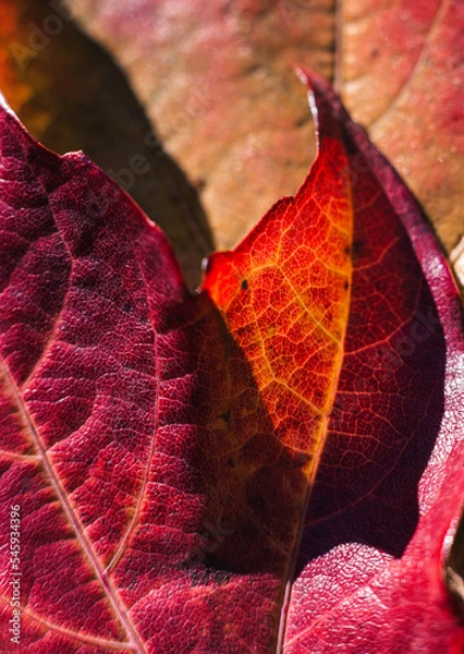Obraz red autumn leaf on the ground