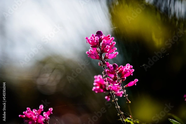 Fototapeta 抽象画風・秋の花・コピースペース