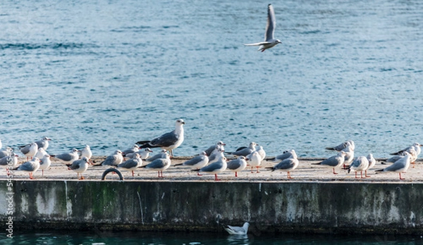 Fototapeta a flock of gulls or seagulls perched on the dock