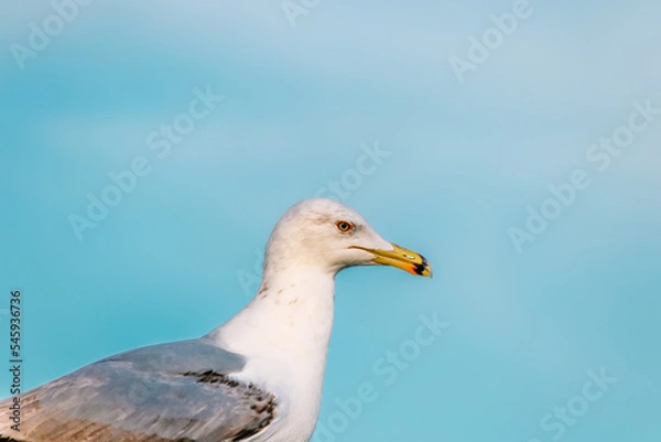 Fototapeta portrait of a Larus argentatus (binomial name) , European herring gull,seagull