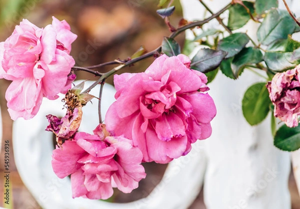 Fototapeta Camellia japonica (binomial name), common camellia or Japanese camellia flowers