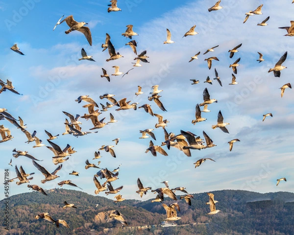 Fototapeta A flock of gulls or seagulls flies in the sky