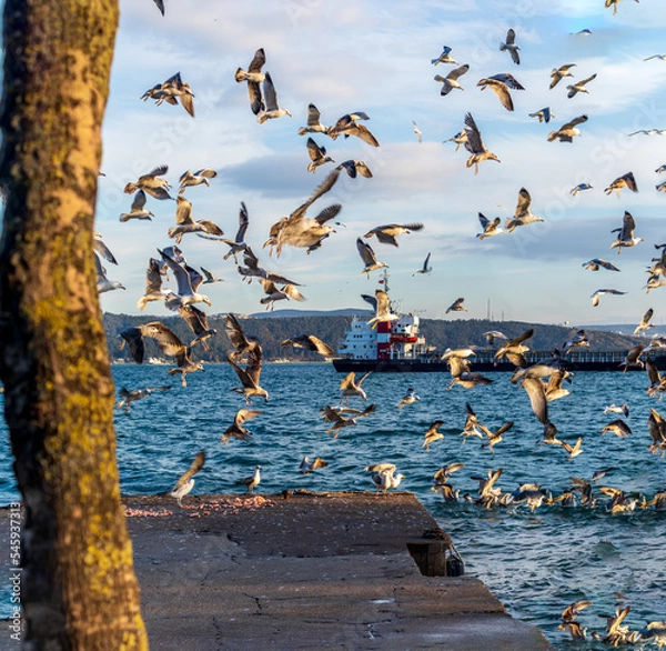 Fototapeta a flock of gulls or seagulls perched on the dock and flying