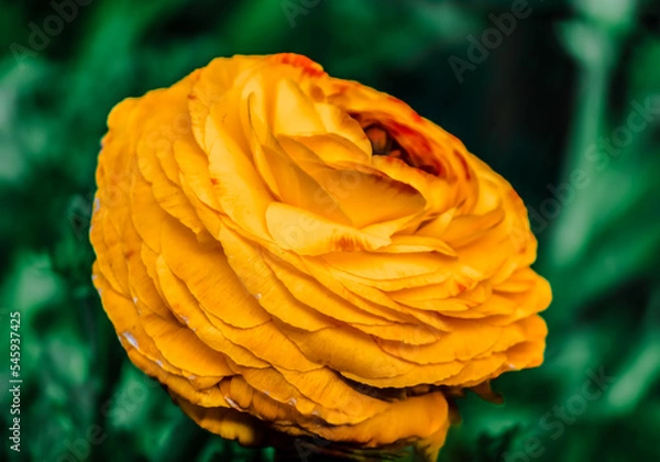 Fototapeta yellow Ranunculus asiaticus(binomial name), the Persian buttercup