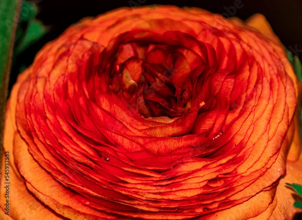 Fototapeta close up of the orange Ranunculus asiaticus(binomial name), the Persian buttercup