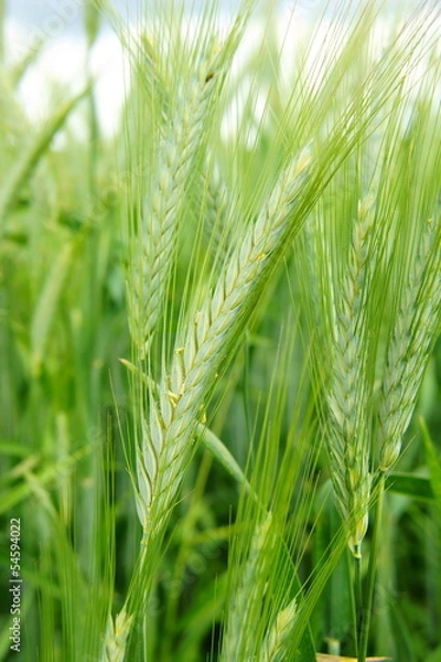 Fototapeta blühende Gerste Makro