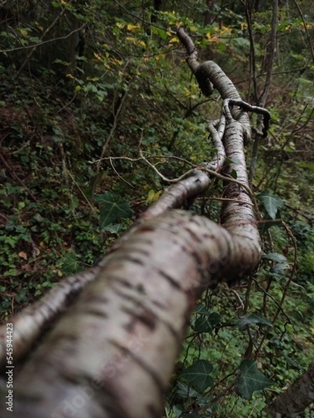 Obraz Branche d'arbre en foret 