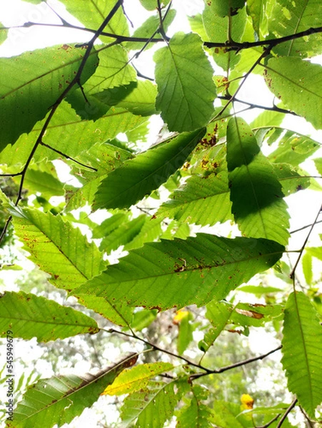 Obraz Feuilles de châtaignier 