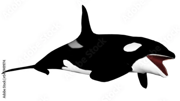 Obraz Killer whale opening mouth - 3D render