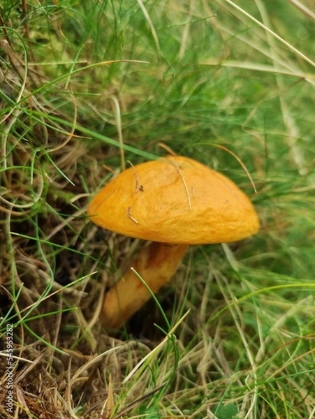 Obraz Champignon orange