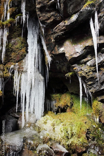 Obraz 苔と氷柱（冬季）
