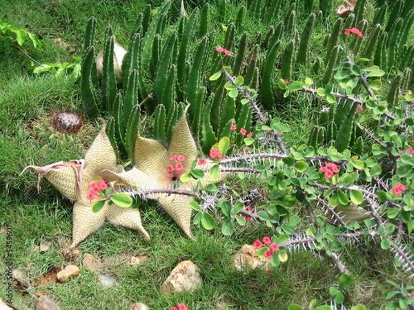 Fototapeta Aasblume, stapelia,
