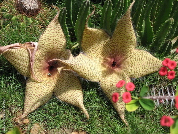 Fototapeta Aasblume (Stapelia)