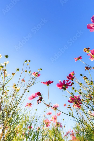 Fototapeta 枯れかけのコスモス