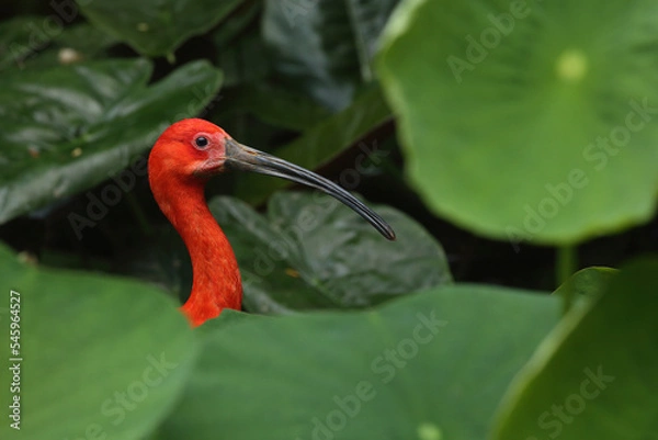 Fototapeta A Scarlet Ibis foraging between the plants at the water edge
