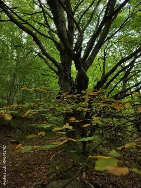 Obraz foret des Pyrénées catalanes 