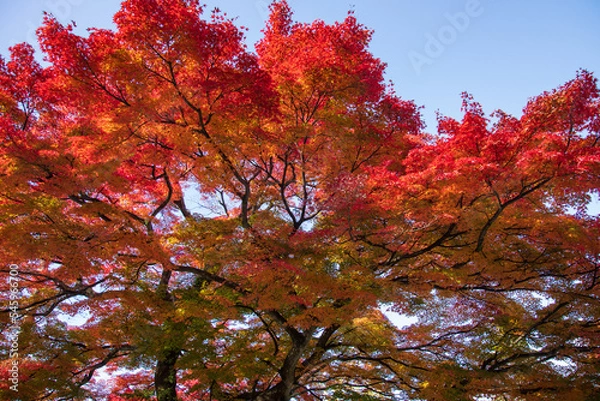 Obraz View of autumn leaves at Ikaho Onsen, Japan