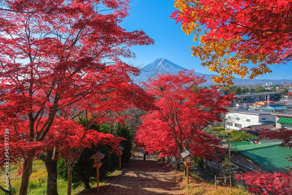 Fototapeta 山梨県富士吉田市 紅葉と富士山が見える新倉富士浅間神社の参道