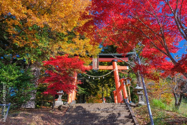 Fototapeta 山梨県富士吉田市 紅葉に染まる新倉富士浅間神社の鳥居