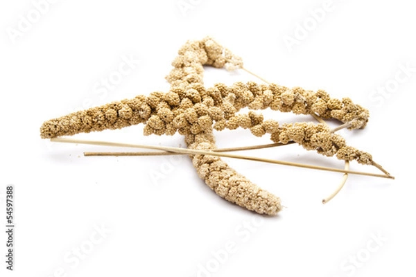 Fototapeta Vogelhirse auf weißem Hintergrund