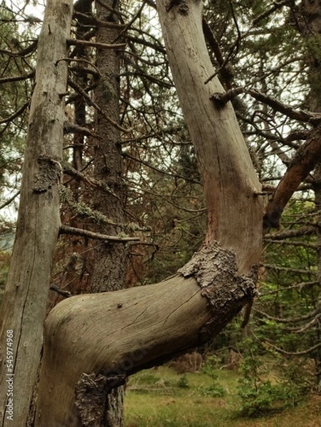 Fototapeta Foret de montagne 