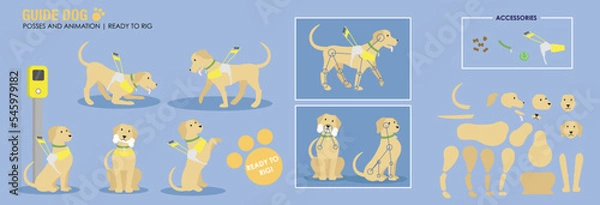 Obraz Cute golden retriever guide dog with harness various poses. ready to animate vector ready for rigging and animation. Working dog cartoon with accessories. 