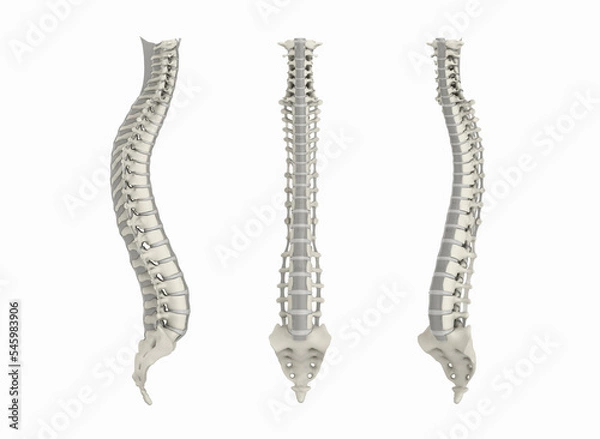 Obraz The human spine from the side, front and perspective