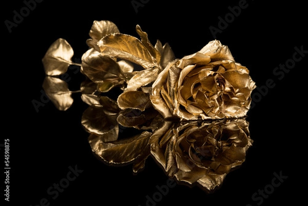 Obraz Golden rose against a dark background with reflection