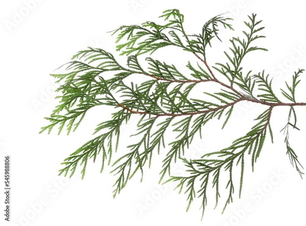 Fototapeta Green pine branch isolated on white, clipping path