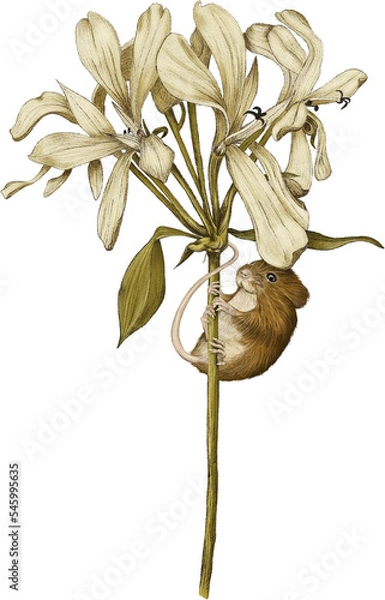 Fototapeta Field mouse climbing flower stem, nestled under flower petal. Illustration hand drawn autumn winter theme. Isolated background. 