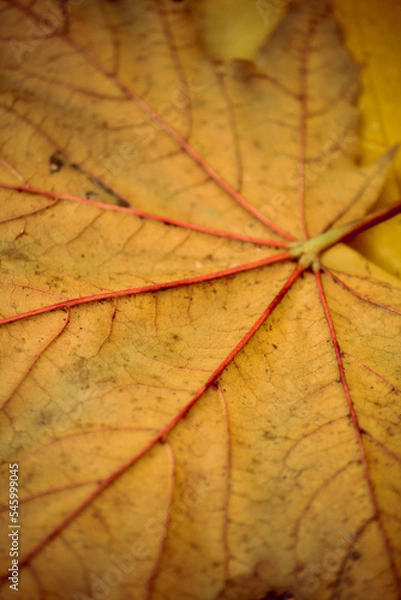 Fototapeta autumn leaves background