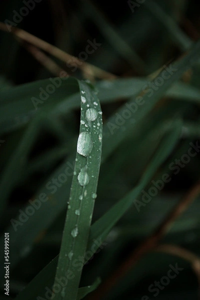 Fototapeta dew drops on grass