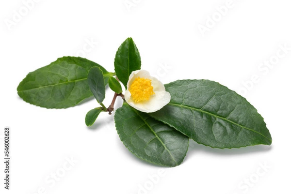 Obraz Single tea flower, Camellia sinensis, and leaves isolated on white background