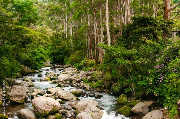 Obraz Small river stream in the woods