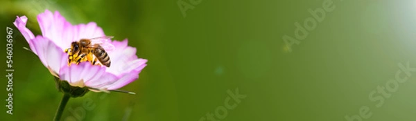 Obraz Bee and flower. Close up of a large striped bee collects pollen on a pink Cosmea (Cosmos) flowers. Macro horizontal photography. Banner