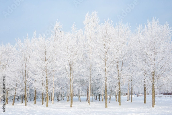 Obraz Winter landscape, trees in the snow