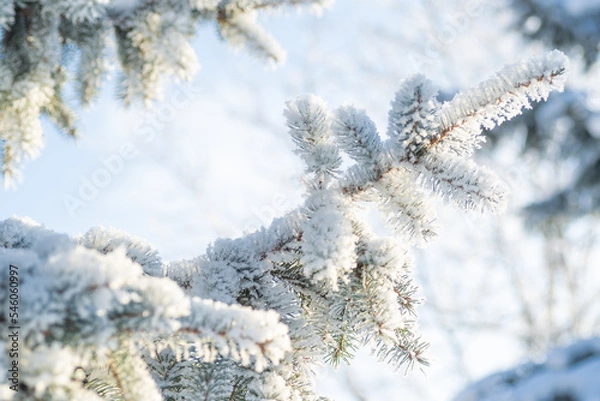 Obraz Close-up, tree branch in the snow