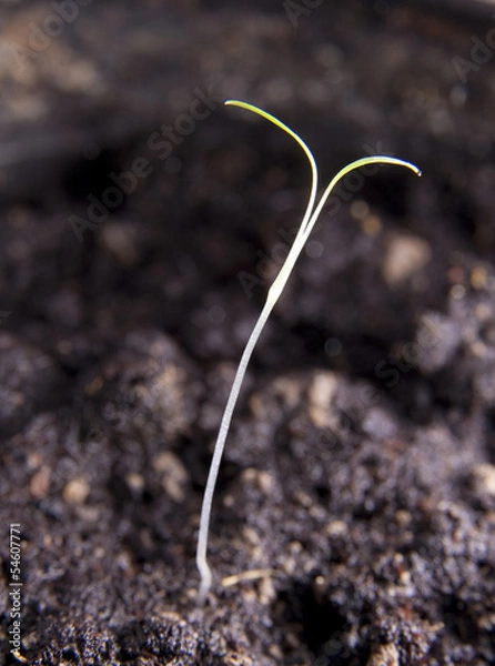 Obraz spout, garden, ground, green, tree