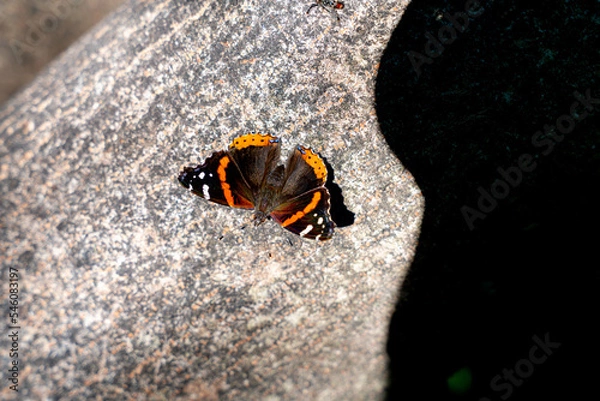 Fototapeta butterfly on a tree