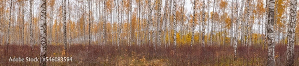 Obraz Panorama of a birch grove on a cloudy autumn day.