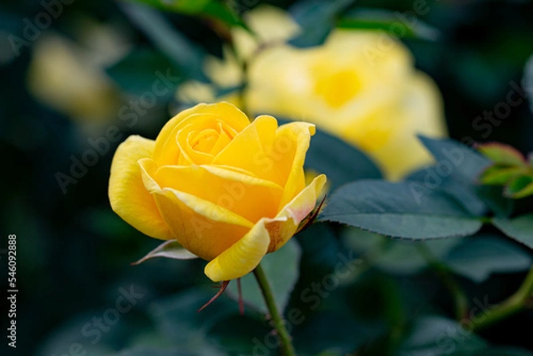 Fototapeta バラ-20221110-2